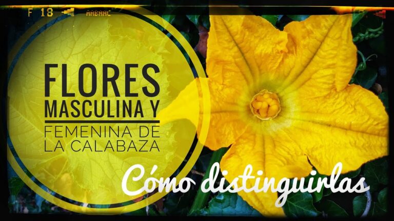 Las flores de la calabaza: belleza culinaria y nutritiva