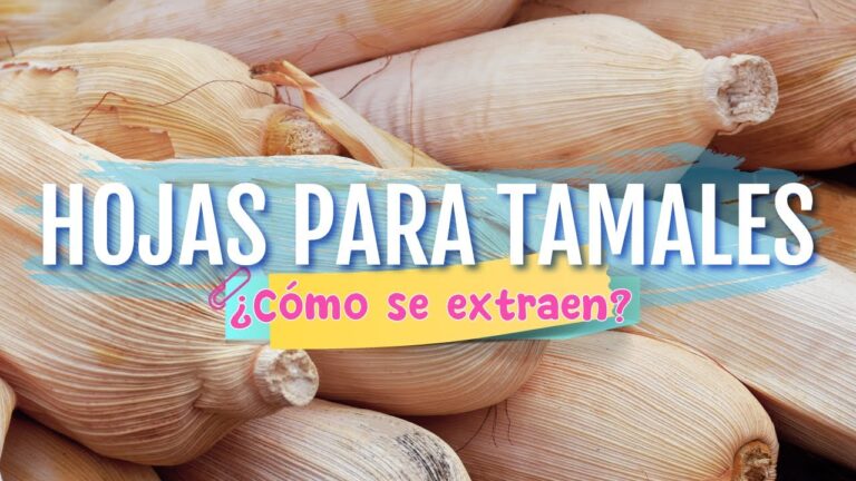 Beneficios y Usos de la Hoja de Totomoxtle