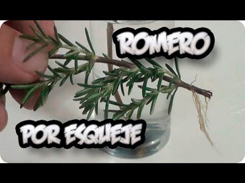 Beneficios de la Rama de Romero: Propiedades y Usos