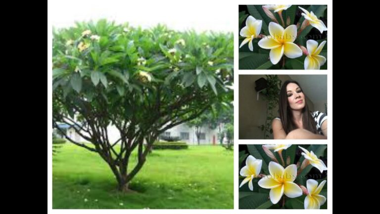 El misterio del &aacute;rbol hawaiano: belleza ex&oacute;tica y significado cultural