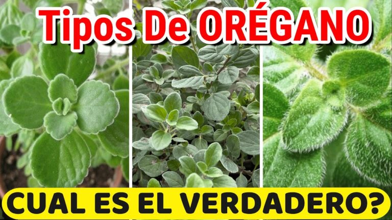 Variedades de or&eacute;gano: &iquest;Cu&aacute;ntas existen?