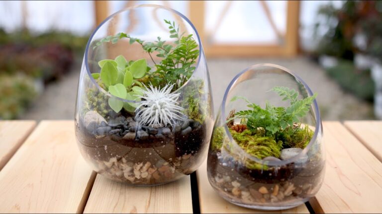 Cómo hacer un terrario de plantas