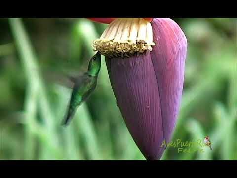 Colibrí: el arte de chupar flores