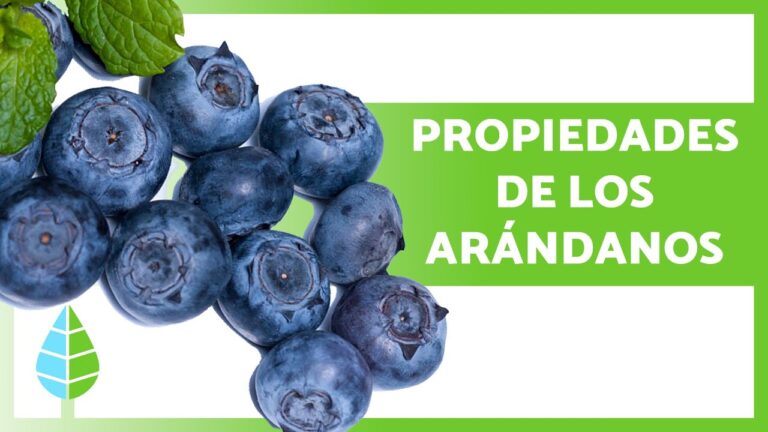 Beneficios del blueberry: para qué sirve y propiedades