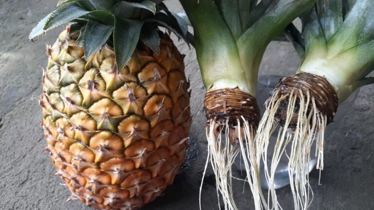 Sembrar una piña sin semilla: consejos prácticos