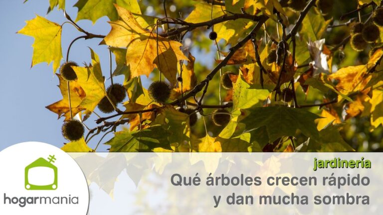 Árboles de Crecimiento Rápido para tu Jardín