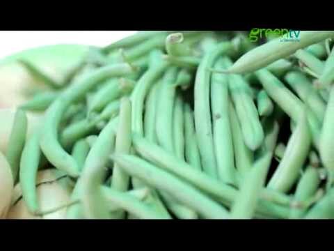 Beneficios del licuado de ejote y sus usos saludables
