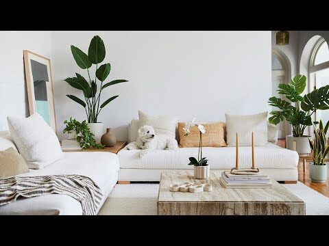 Plantas ideales para decorar salas pequeñas