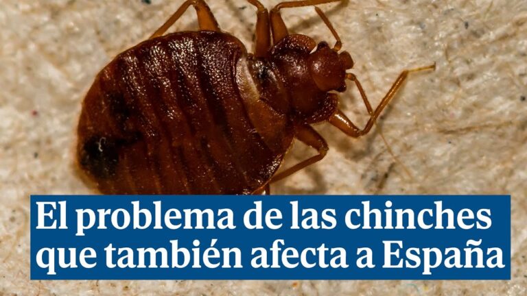 Cómo eliminar chinches en las sabanas de forma efectiva