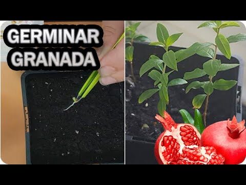 Guía para sembrar un árbol de granada