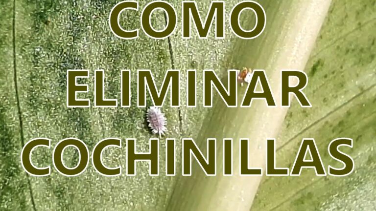 Cómo eliminar cochinillas de las plantas de forma efectiva