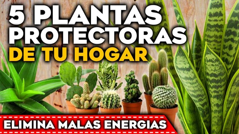 Plantas para neutralizar energías negativas