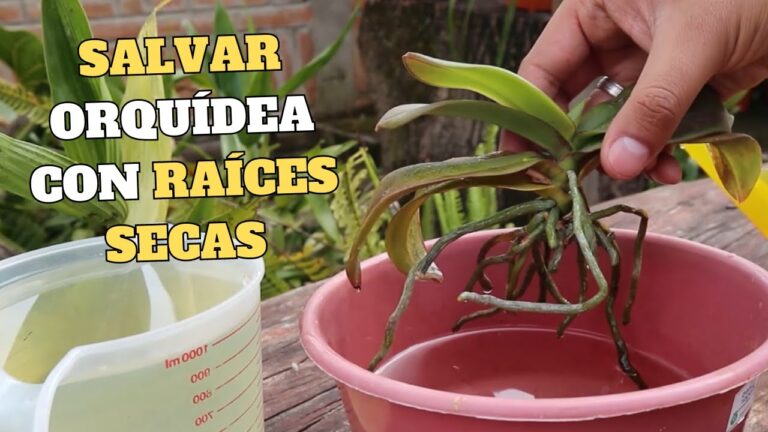 Salvando una orqu&iacute;dea con ra&iacute;ces secas: Gu&iacute;a pr&aacute;ctica