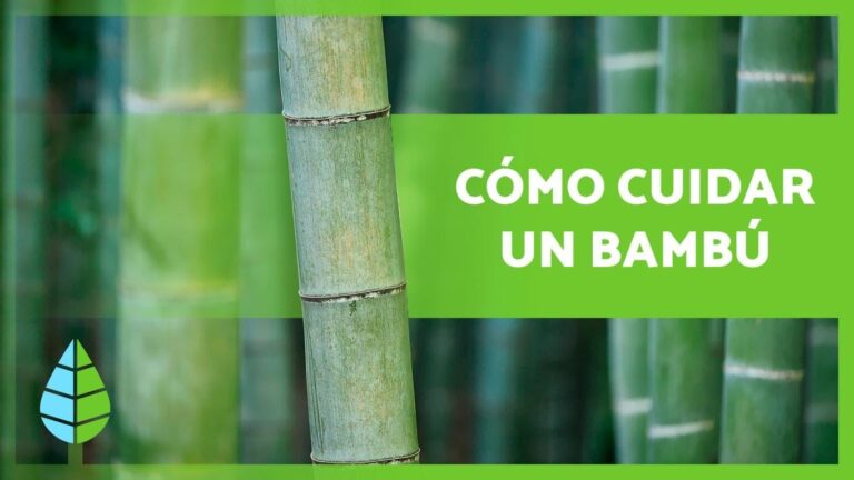 Cuidados esenciales para los bamb&uacute;s
