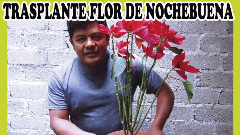 Guía para trasplantar una nochebuena con éxito
