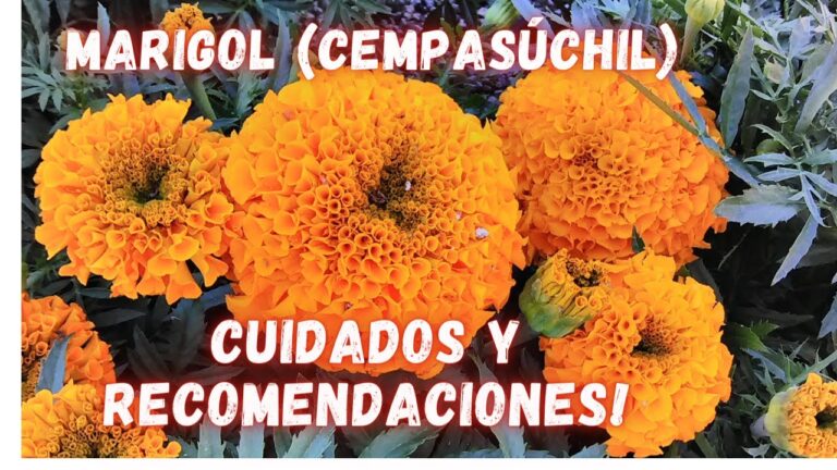 Cuidados Esenciales para el Cempasúchil