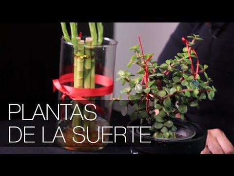 Usos y beneficios de la s&aacute;bila con list&oacute;n rojo