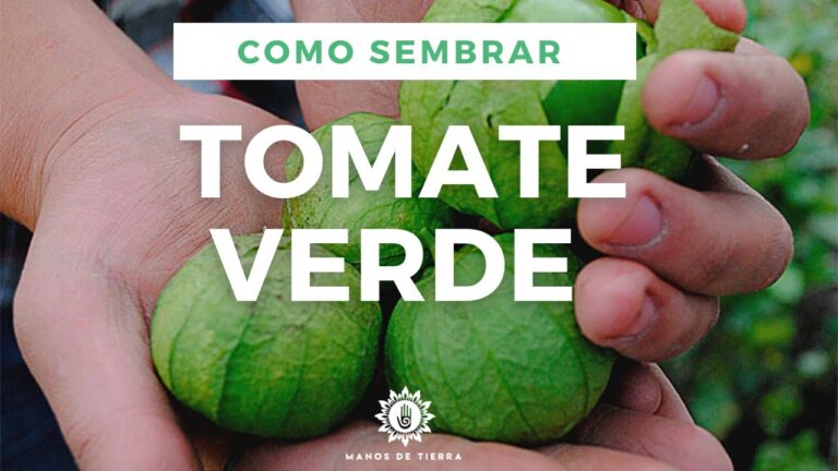 Cómo sembrar tomates verdes: Guía práctica