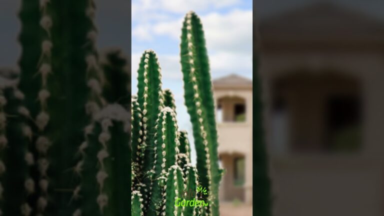 Beneficios del cactus en la oficina