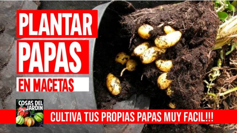 Cultivar papas en macetas: la guía definitiva