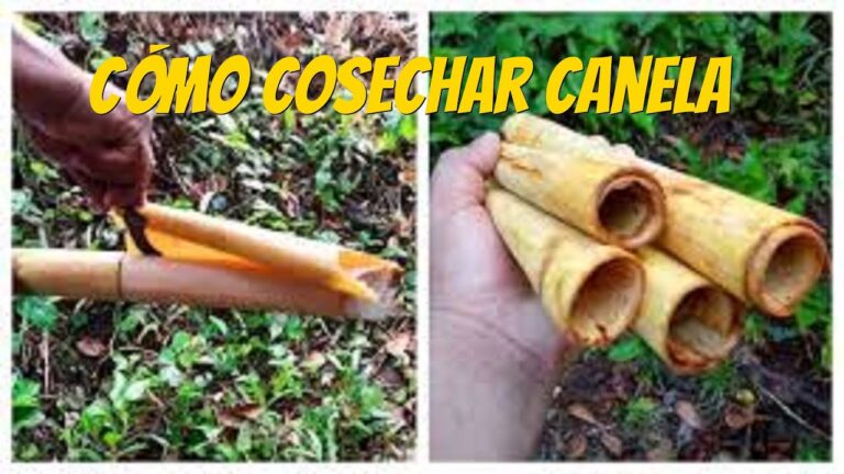Guía Práctica para Cosechar Canela en Casa