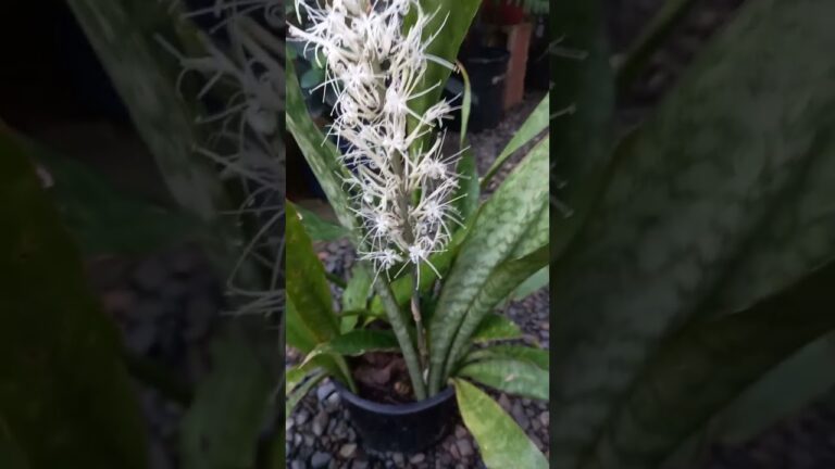 La Sansevieria: Secretos para que Florezca