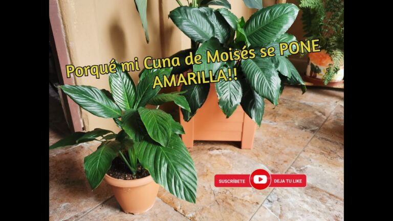 Consejos para cuidar las hojas amarillas de la cuna de Moisés