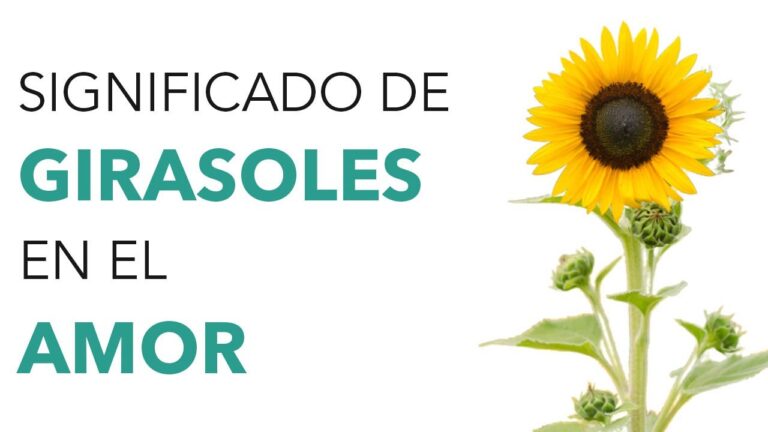 El simbolismo de los girasoles en el amor