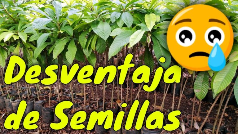 Desventajas del consumo de mamey: Lo que debes saber