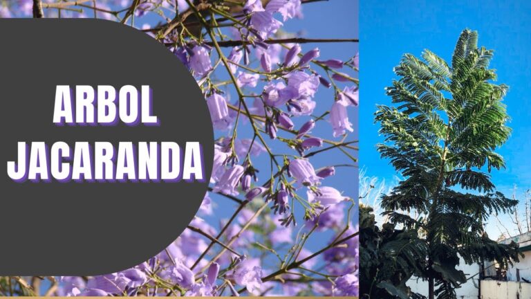 Consejos para el cuidado de la jacaranda