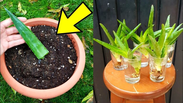 Guía para plantar sábila con una hoja