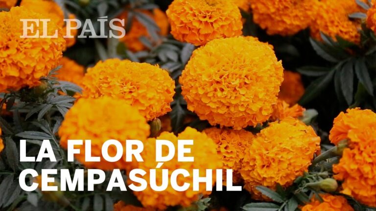 Nombres de las flores del Día de Muertos