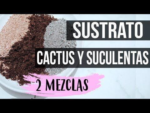 Preparación de sustrato para suculentas: Guía completa