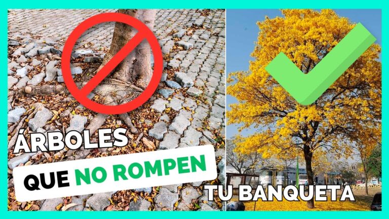 Árboles de raíces no invasivas: la solución para evitar daños en las banquetas
