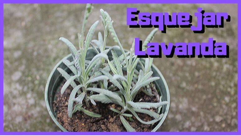Reproducci&oacute;n de lavanda por esquejes: Gu&iacute;a pr&aacute;ctica