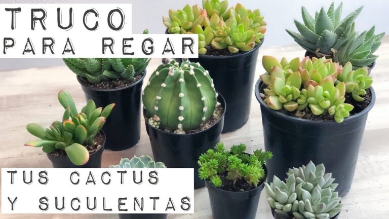Frecuencia de riego para cactus mini