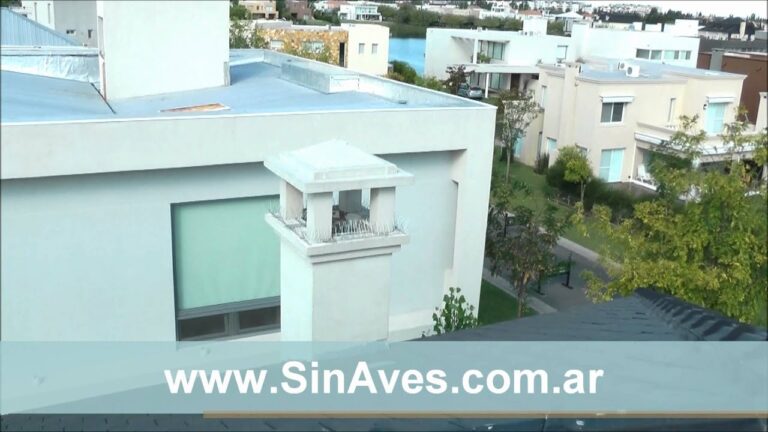 Eliminar palomas de tu hogar: métodos efectivos