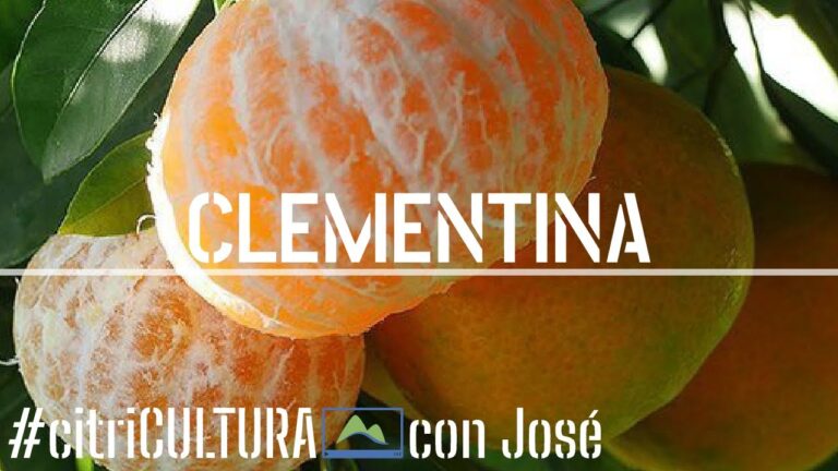 Mejor &eacute;poca para plantar mandarinas