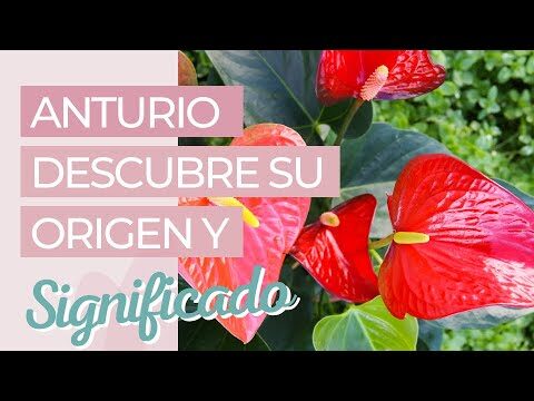 El significado del anturio rojo