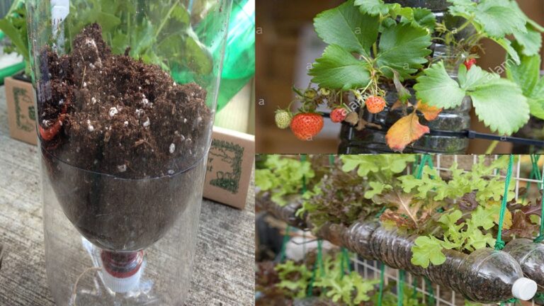 Cultivo de plantas en botellas de plástico: Guía práctica