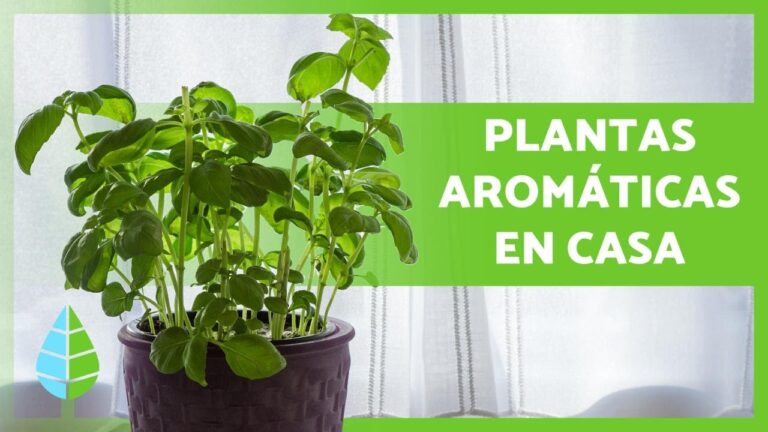 Plantas de olor para zonas de sombra