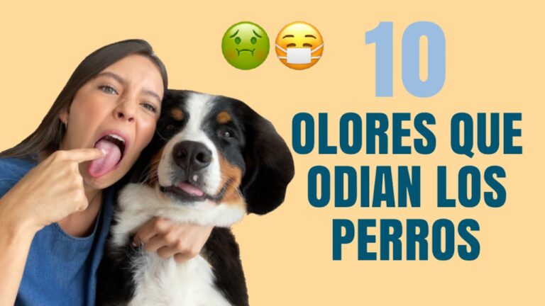 10 olores efectivos para evitar que los perros orinen en casa