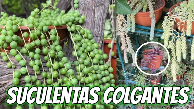 10 variedades de suculentas colgantes para un jardín sombrío