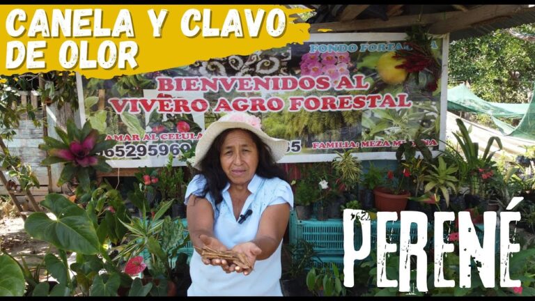 Guía para sembrar clavo de olor de forma efectiva