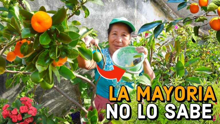 Cómo la cal afecta el crecimiento de las plantas