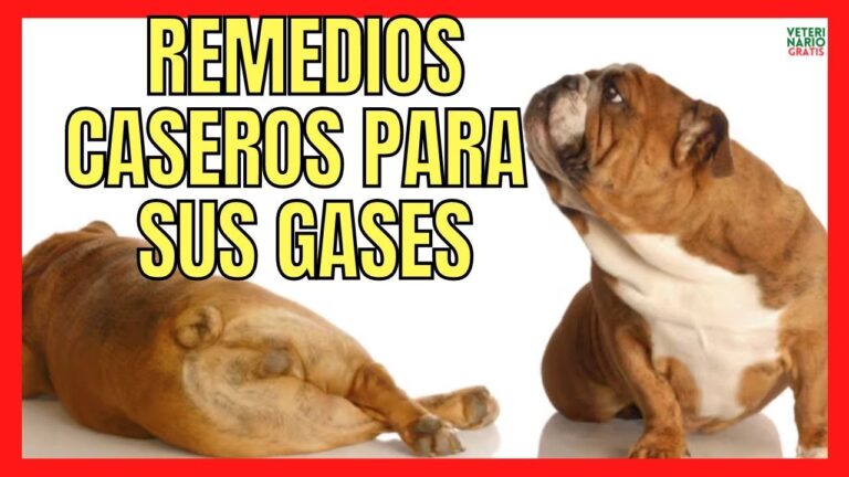 Consejos para eliminar gases en perros