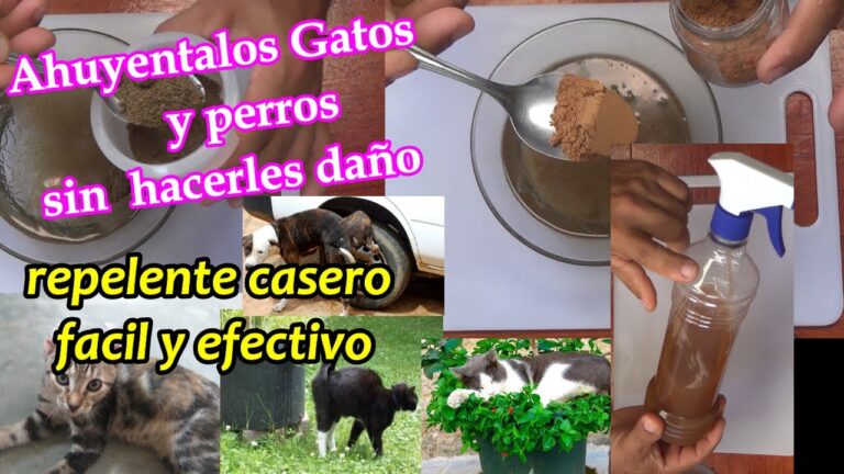 Repelente casero para perros y gatos: Guía práctica
