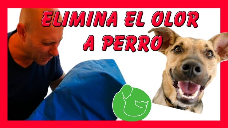 Eliminar el olor a perro del suelo: m&eacute;todos efectivos