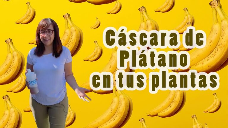 Beneficios de la Cáscara de Plátano: Usos y Propiedades