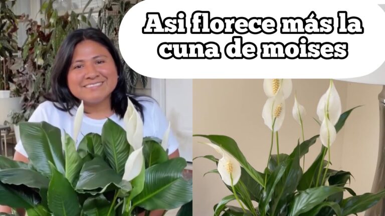 Usos y beneficios de la cuna de Moisés